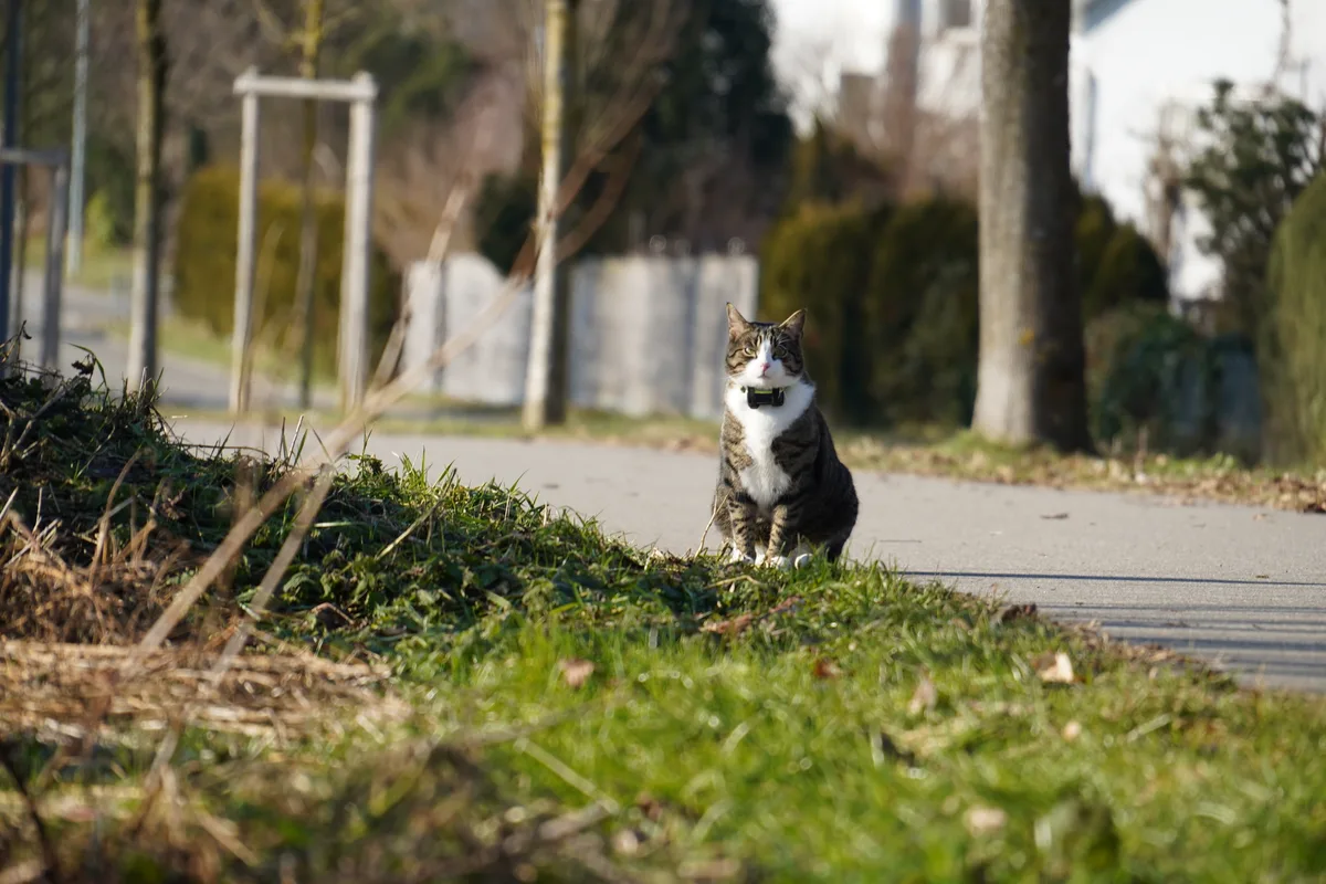 Eine Katze auf einem Feldweg.